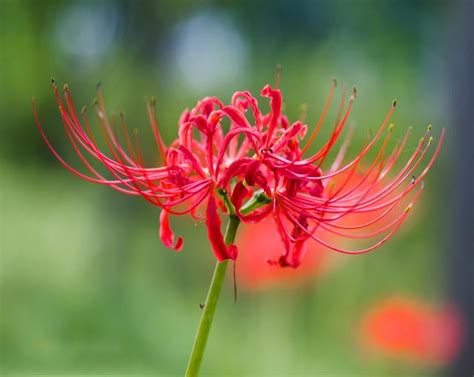 金屬類有哪些 彼岸花 開花